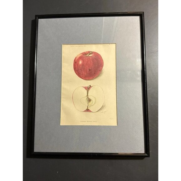 Stayman Winesap Apple 1902 Antique USDA Fruit Lithograph Print Framed Botanical